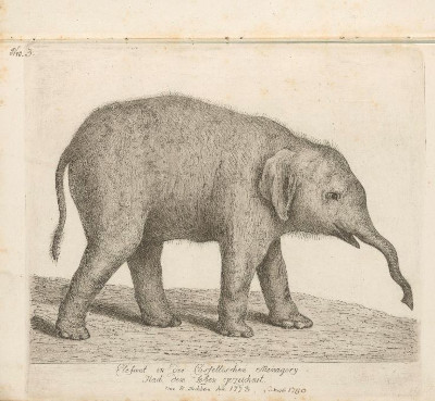Johann Heinrich Wilhelm Tischbein: Abbildungen aus dem Tierreich, [ca. 1793] © Klassik Stiftung Weimar